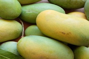 Mango. Sindhri & Chaunsa from Pakistan